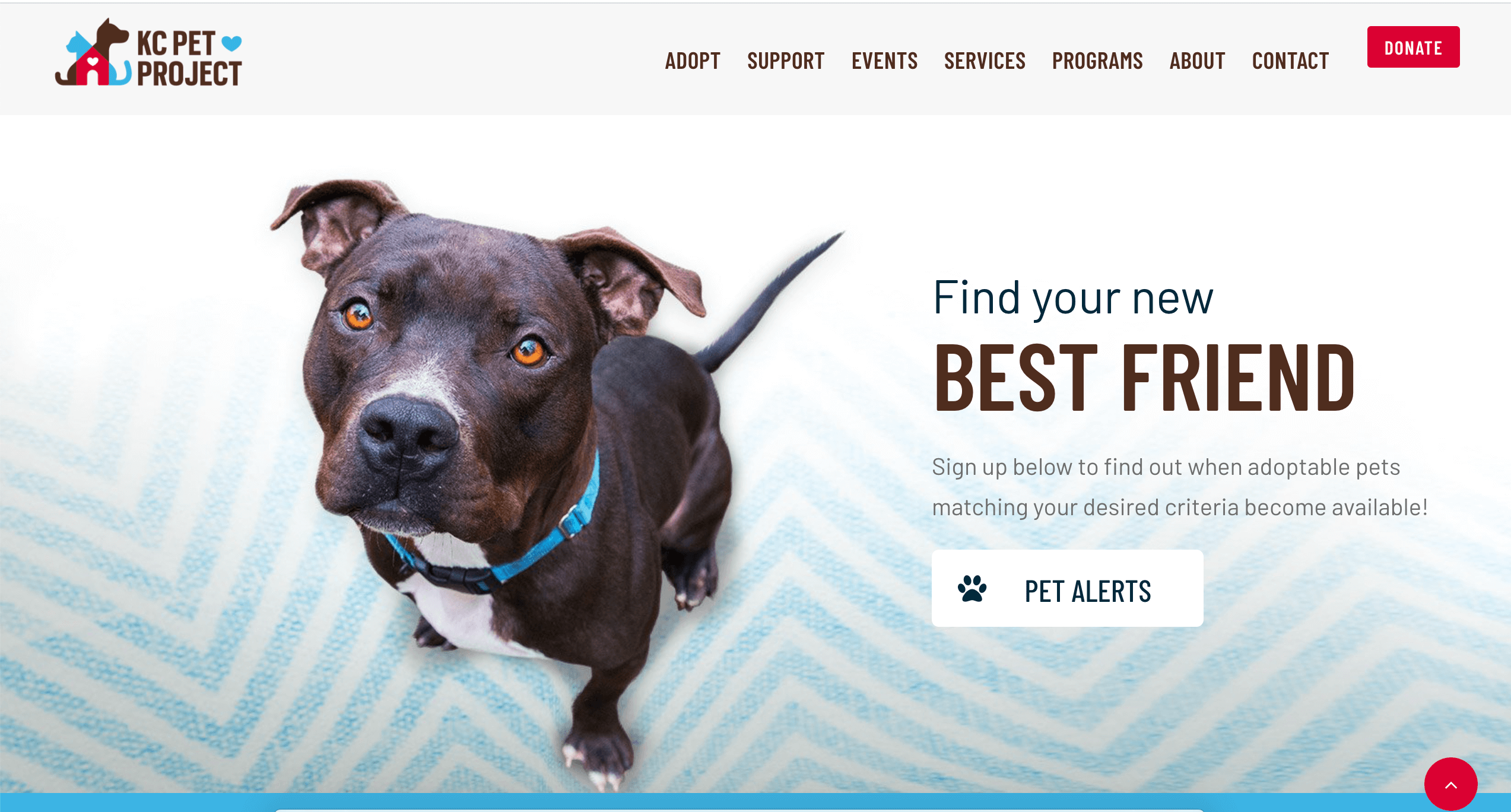 A brown dog looks up