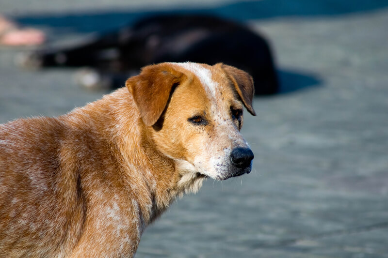 an older dog looks off in the distance in front of a bed of water