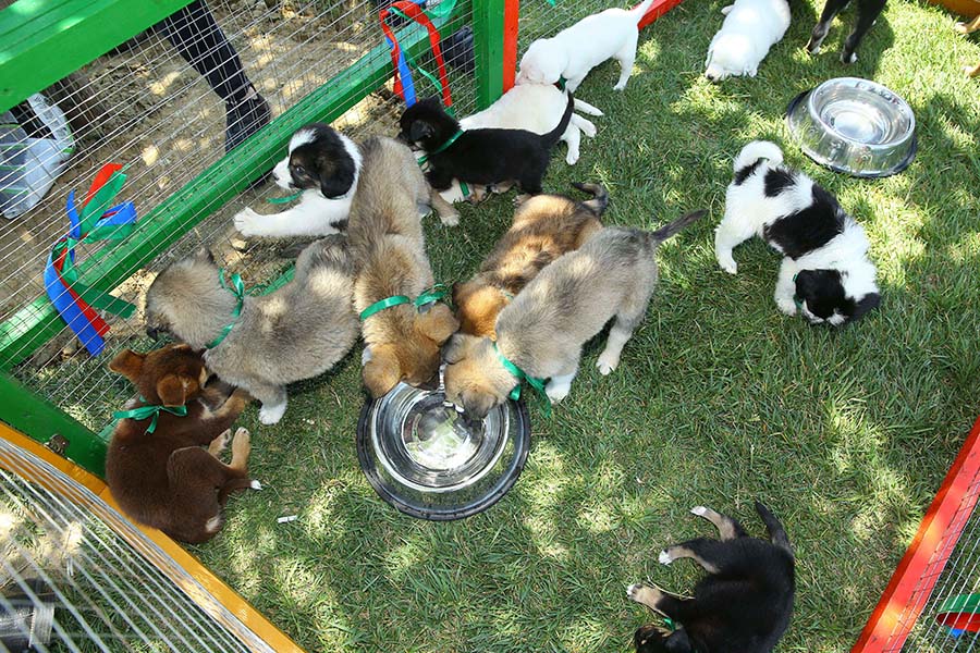 An example of overcrowded animal shelter - PetBridge.org