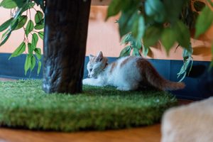 cat cafe image