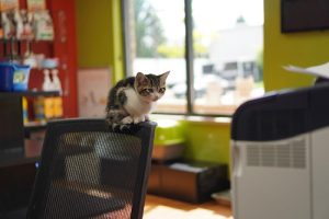 Tiny Lions Cat Cafe pictures of cats in the cafe